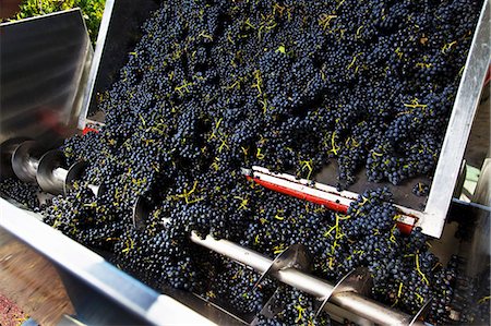 production - Red wine grapes falling from a trailer into a screw-conveyor Photographie de stock - Premium Libres de Droits, Code: 659-06493732