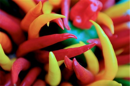 An assortment of colourful chilli peppers (close-up) Foto de stock - Sin royalties Premium, Código: 659-06671497