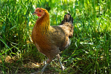 Hen in grass Stock Photo - Premium Royalty-Free, Code: 659-06901443