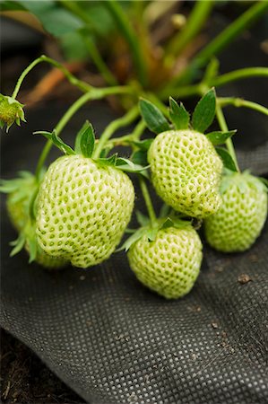 simsearch:659-06186270,k - close up of unripe green strawberries in a container with black garden fabric protection to keep fruit clean. Stock Photo - Premium Royalty-Free, Code: 659-06903206