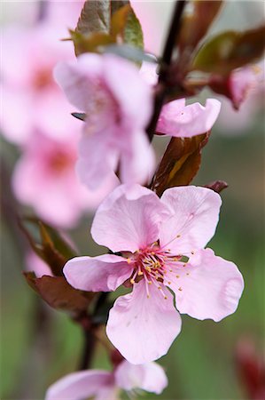simsearch:659-07597339,k - Japanese cherry flowers on the tree in the garden Stock Photo - Premium Royalty-Free, Code: 659-06903500