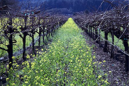 Vineyard in Napa Valley Stock Photo - Premium Royalty-Free, Code: 659-06903842