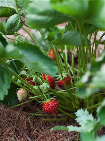 simsearch:659-06186270,k - Strawberries Ripening on the Plant Stock Photo - Premium Royalty-Free, Code: 659-07028443