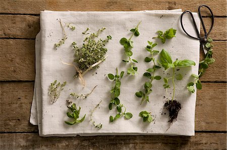 Fresh herbs on a white tea towel Stock Photo - Premium Royalty-Free, Code: 659-07028670