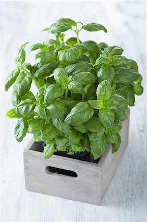 Fresh basil in a wooden crate Stock Photo - Premium Royalty-Free, Code: 659-07028870