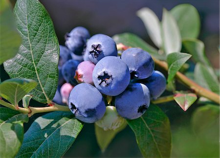 shrub - Blueberries on a bush Stock Photo - Premium Royalty-Free, Code: 659-07029048