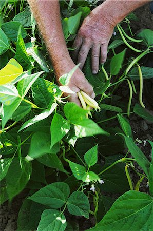 A man harvesting yellow beans Stock Photo - Premium Royalty-Free, Code: 659-07068542