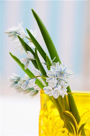 spring flowers - Spring flowers in a yellow vase Photographie de stock - Premium Libres de Droits, Code: 659-07069385