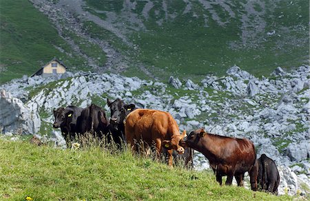 Angus cows on the Alps in the canton of Nidwalden, Switzerland Stock Photo - Premium Royalty-Free, Code: 659-07069758