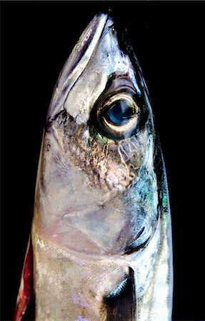saltwater fish - Mackerel head Stock Photo - Premium Royalty-Free, Code: 659-07069801