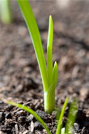 A sprouting spring onion in the soil Stock Photo - Premium Royalty-Free, Code: 659-07597341