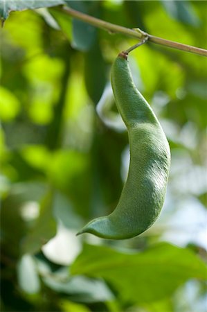 simsearch:659-07609605,k - Green beans on the plant (close-up) Stock Photo - Premium Royalty-Free, Code: 659-07597343