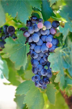 Black grapes on the vine Stock Photo - Premium Royalty-Free, Code: 659-07597384