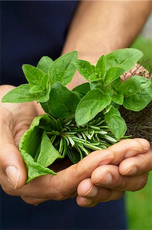 A man's hands holding fresh herbs Stock Photo - Premium Royalty-Free, Code: 659-07597647