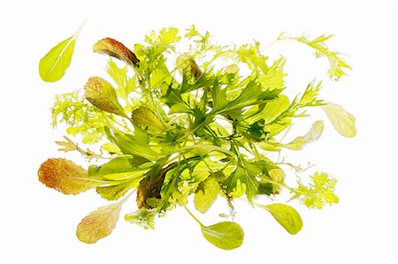simsearch:659-07026815,k - Fresh wild herb salad Foto de stock - Sin royalties Premium, Código: 659-07598077