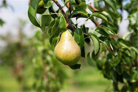 simsearch:659-07597339,k - A pear on a tree Stock Photo - Premium Royalty-Free, Code: 659-07598127