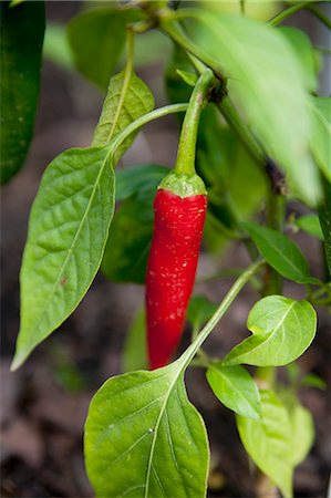 A red chilli on the plant in the garden Stock Photo - Premium Royalty-Free, Code: 659-07598128