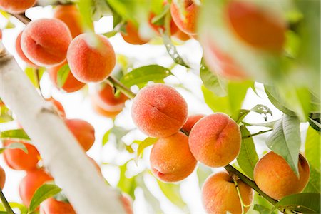 simsearch:659-07597339,k - Peaches on the tree Stock Photo - Premium Royalty-Free, Code: 659-07598241