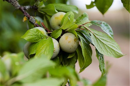simsearch:659-07597339,k - Greengages on the tree (close-up) Stock Photo - Premium Royalty-Free, Code: 659-07609738