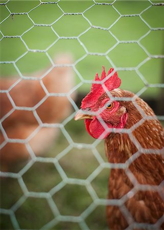 farmyard - A chicken behind a metal fence Stock Photo - Premium Royalty-Free, Code: 659-07739001