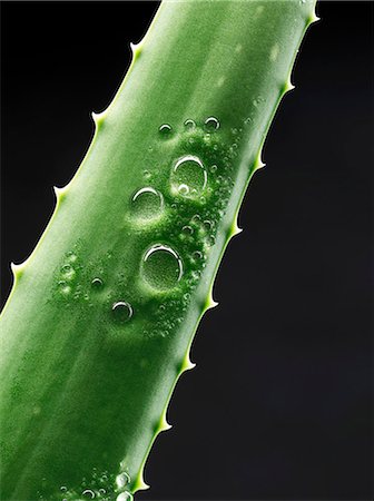 A freshly washed aloe vera shoot Foto de stock - Sin royalties Premium, Código: 659-07959494