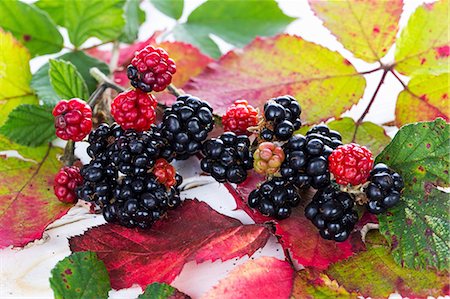 fall season leaves trees - Blackberries with autumnal leaves Stock Photo - Premium Royalty-Free, Code: 659-07959514