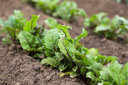 defocussed - Young beetroot plants in a vegetable patch Stock Photo - Premium Royalty-Free, Code: 659-08419279