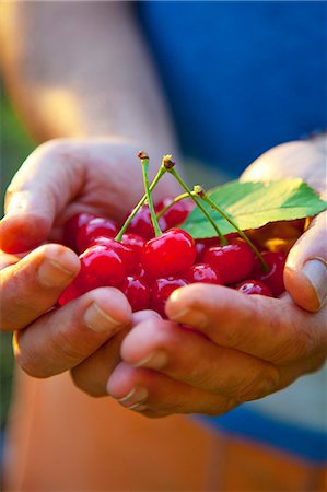 simsearch:659-07597339,k - A man's hands holding cherries Stock Photo - Premium Royalty-Free, Code: 659-08895297
