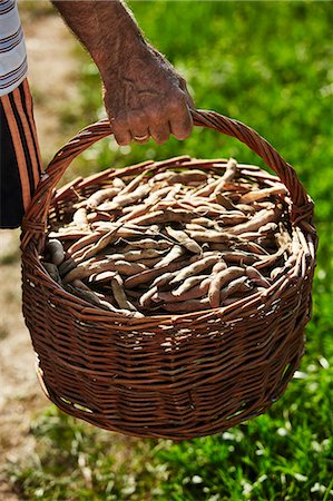 simsearch:6102-06965813,k - A man carrying a basket of kidney-shaped, Austrian Scarlet Runner beans Stock Photo - Premium Royalty-Free, Code: 659-08895858