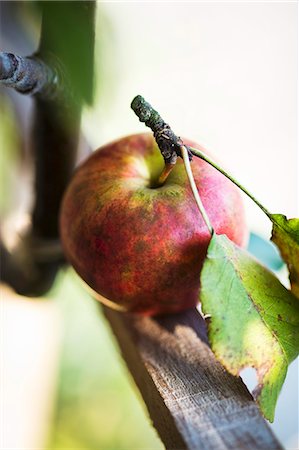 simsearch:659-07597339,k - Apple with stalk and leaves Stock Photo - Premium Royalty-Free, Code: 659-08896285