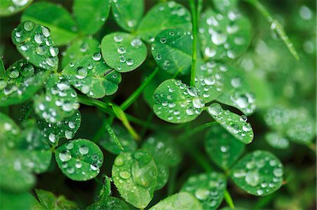 Clover with droplets of water Foto de stock - Sin royalties Premium, Código: 659-08905486