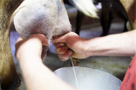 A Goat Being Milked Foto de stock - Sin royalties Premium, Código: 659-09124093