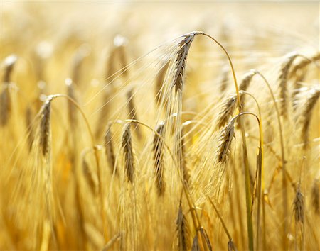 Ears of barley in the field Stock Photo - Premium Royalty-Free, Code: 659-01854356