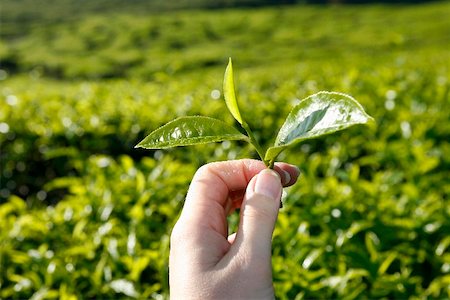 Tea leaves on a tea plantation (Cameron Highlands, Malaysia) Stock Photo - Premium Royalty-Free, Code: 659-01855742