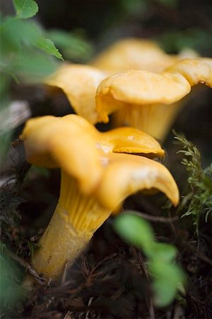 simsearch:659-02212217,k - Fresh chanterelles in a wood Stock Photo - Premium Royalty-Free, Code: 659-01857712