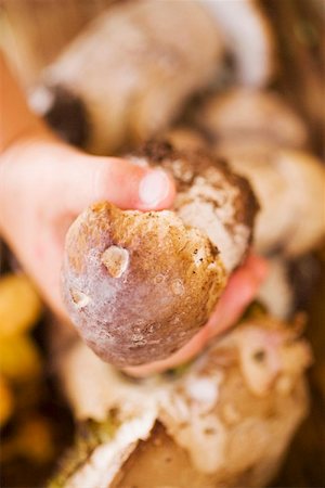 simsearch:659-02212217,k - Child's hand holding a cep Stock Photo - Premium Royalty-Free, Code: 659-01857713
