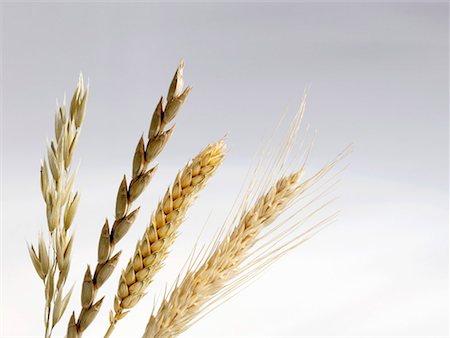 Ears of oat, spelt, wheat and barley Stock Photo - Premium Royalty-Free, Code: 659-01851168