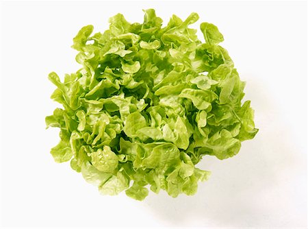 A green oak leaf lettuce Stock Photo - Premium Royalty-Free, Code: 659-01851964