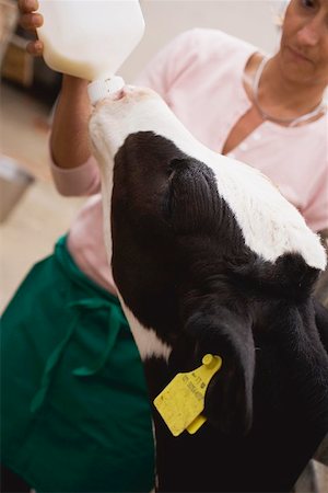 Woman feeding calf with milk from a bottle Stock Photo - Premium Royalty-Free, Code: 659-01866155