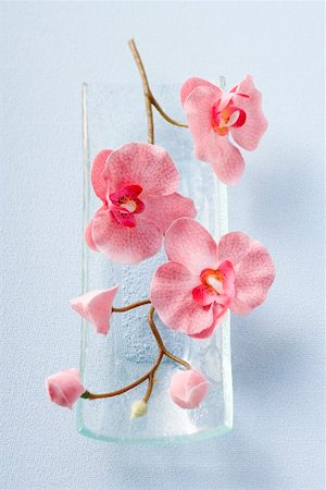 Stem of pink orchids in glass dish Stock Photo - Premium Royalty-Free, Code: 659-01866504