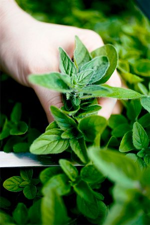 Hand cutting fresh marjoram in a herb bed Stock Photo - Premium Royalty-Free, Code: 659-01861083