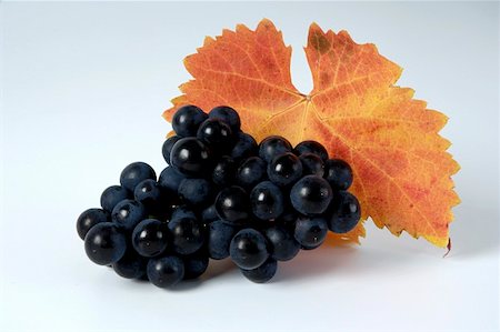 red grape - Black grapes, variety Domina, with leaf Stock Photo - Premium Royalty-Free, Code: 659-01861223