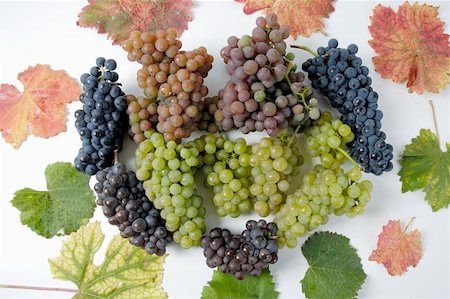 Various types of grapes with leaves Stock Photo - Premium Royalty-Free, Code: 659-01861266