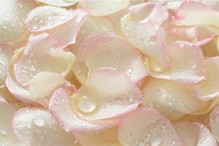 perfume not people - White rose petals with drops of water Stock Photo - Premium Royalty-Free, Code: 659-02210941