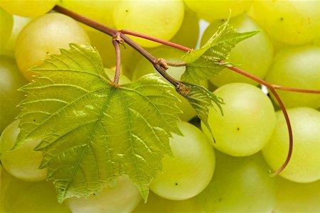 White grapes with leaves (close- up) Stock Photo - Premium Royalty-Free, Code: 659-02211364