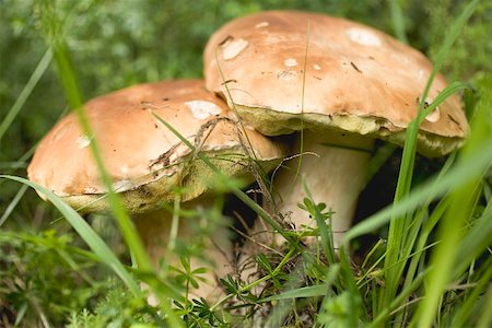 simsearch:659-02212217,k - Two ceps in grass Stock Photo - Premium Royalty-Free, Code: 659-02212217