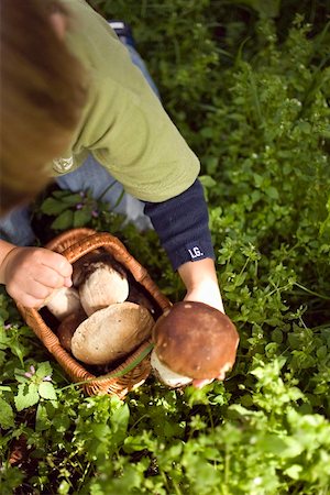 simsearch:659-02212217,k - Small boy collecting ceps in a wood Stock Photo - Premium Royalty-Free, Code: 659-02212222