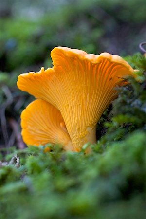simsearch:659-02212217,k - Two chanterelles in a wood Stock Photo - Premium Royalty-Free, Code: 659-02212715