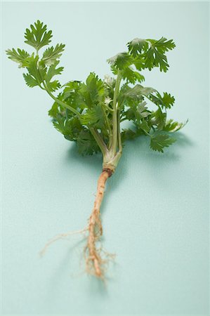parsley - Fresh parsley with root Stock Photo - Premium Royalty-Free, Code: 659-03524383