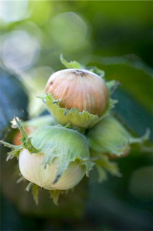 Hazelnuts on branch Stock Photo - Premium Royalty-Free, Code: 659-03524671